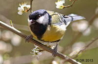 Great Tit (Parus major)