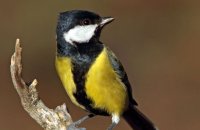 Great Tit (Parus major)
