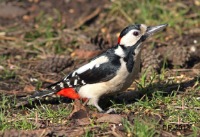 Woodpeckers