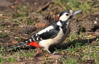 Great Spotted woodpecker (Dendrocopos major) (1)