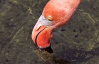Greater Flamingo feeding (Phoenicopterus ruber) (2)