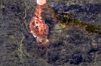 Greater Flamingo seen feeding underwater (Phoenicopterus ruber) (3)