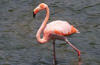 Greater Flamingo (Phoenicopterus ruber) (1) at Quinta Playa (to the West of Puerto Villamil)