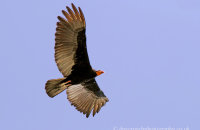Greater Yellow-headed Vulture (Cathartes melambrotus)