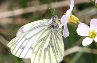 Green-veined White (Pieris napi) 1