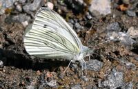 Green-veined White (Pieris napi) 2