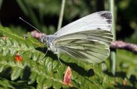 Green-veined White (Pieris napi) 3
