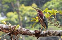 Green Heron (Butorides virescens)