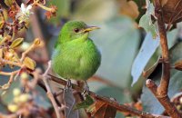 Green Honeycreeper (Chlorophanes spiza) female