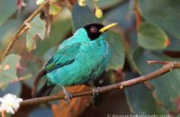 Green Honeycreeper (Chlorophanes spiza) male