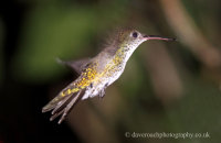 Green and White Hummingbird (Amazilia viridicauda)