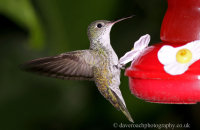Green and White Hummingbird (Amazilia viridicauda)