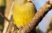 Greenfinch (Chloris chloris)