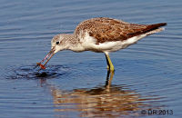 Greenshank feeding on marine worms (Tringa nebularia) 2.