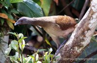Grey-headed Chachalaca (Ortalis cinereiceps) 1