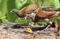 Grey-headed Chachalacas (Ortalis cinereiceps) 2
