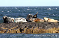 Grey Seals (Halichoerus grypus) on rocky outcrops