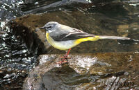 Grey Wagtail (Motacilla cinerea) 1