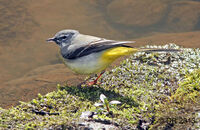 Grey Wagtail (Motacilla cinerea) 2