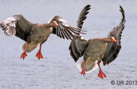 Greylag Geese landing (Anser anser)