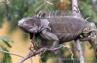 Iguana (Iguana iguana) (2)