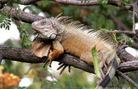 Iguana (Iguana iguana) (1) Seen along the Malecon, beside the bank of the Guayas River in Guayaquil. (Galapagos stopover)