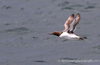 Guillemot flying (Uria aalge)