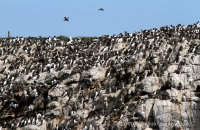 Huge colonies of cliff-nesting seabirds seen from the boat
