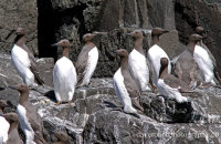 Guillemots (Uria aalge) on the cliffs of Staple Island