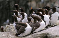 Guillemots on the cliffs of Staple Island  (Uria aalge)   "Eyes left"