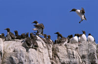 Guillemots landing (Uria aalge)