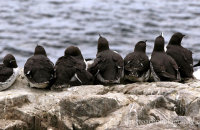Guillemots looking out to sea?  (Uria aalge)