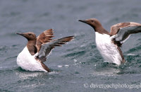 Guillemots taking off (Uria aalge)