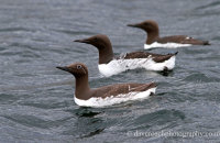 Guillemots around the boat (Uria aalge)