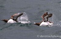 Guillemots taking off (Uria aalge)