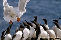 Herring Gulls after Guillemot chicks (Larus argentatus) (Uria aalge)