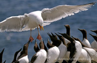 Herring Gulls after Guillemot chicks (Larus argentatus) (Uria aalge)