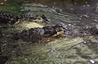 'The Happy Couple - Daisy and Albert' - American Alligator (Alligator mississippiensis)