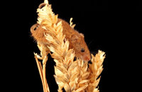 (ii) Harvest Mouse (Micromys minutus)
