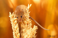 (v) Harvest Mouse (Micromys minutus)