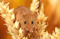 (iv) Harvest Mouse (Micromys minutus)