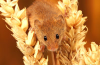 (vi) Harvest Mouse (Micromys minutus)