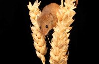 (i) Harvest Mouse (Micromys minutus)