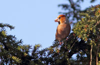 Hawfinch feeding on Yew berries (3)