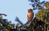 Hawfinch ( Coccothraustes coccothraustes) 2. Feeding on Yew berries