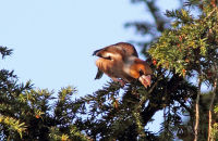 Hawfinch ( Coccothraustes coccothraustes) 1. Feeding on Yew berries
