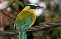 Highland Motmot (Motmotus aequatorialis)