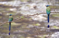 Highland Motmots (Motmotus aequatorialis)