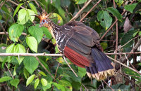 Hoatzin (Opisthocomus hoazin)