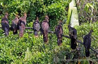 Hoatzin group (Opisthocomus hoazin)